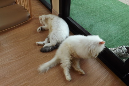 店内の猫